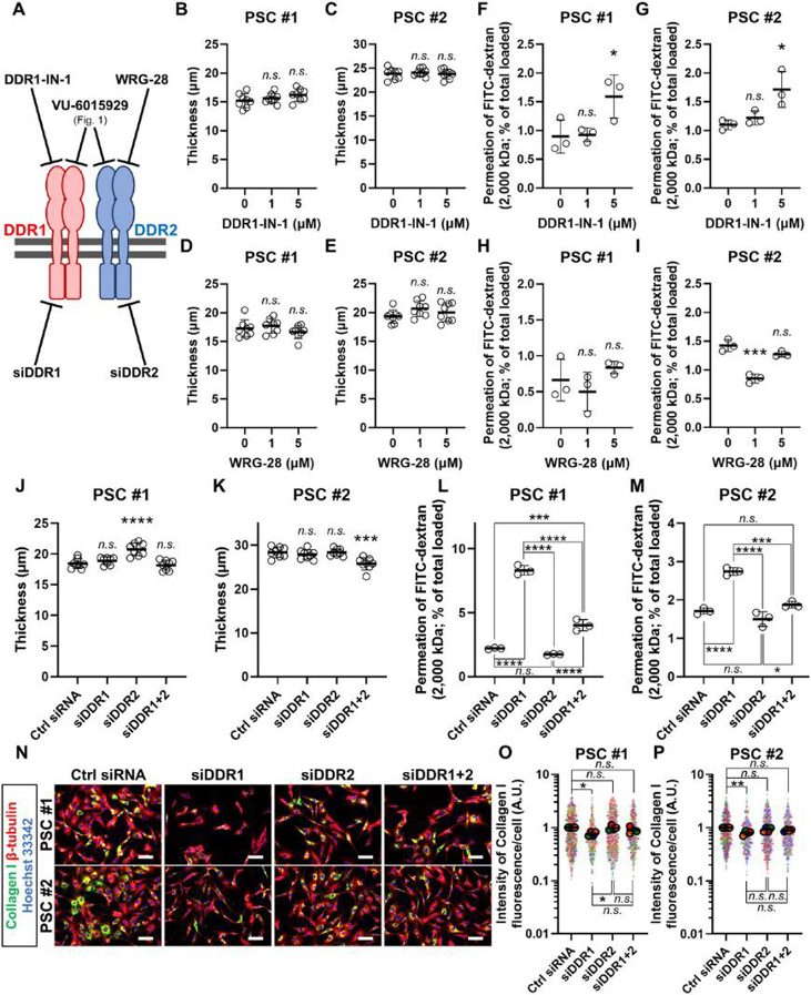 Thickness and permeability to 2000 kDa FITC-dextran of 3D-PDAC fibrotic tissues treated with the DDR1 inhibitor DDR1-IN-1, DDR2 inhibitor WRG-28, siRNA targeting DDR1 (siDDR1), DDR2 (siDDR2), or a 1:1 mixture of the two (siDDR1+2).