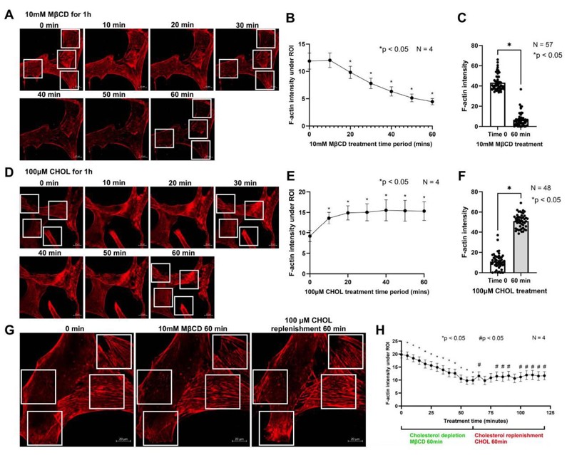 Live-cell imaging of HTM cells during treatment with 10 mM MβCD or 100 μM CHOL for 60 min (captured every 10 min) to record F-actin fibers dynamic changes.