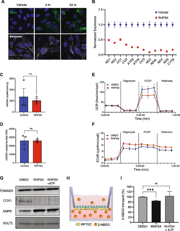 POLRMT pausing impairs renal proximal tubule function.