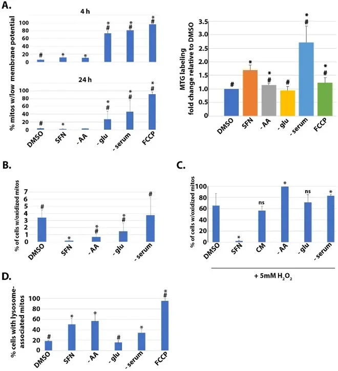 SFN promotes a reductive mitochondrial matrix environment, increased mitochondrial mass, mitophagy, and resistance to oxidative stress.