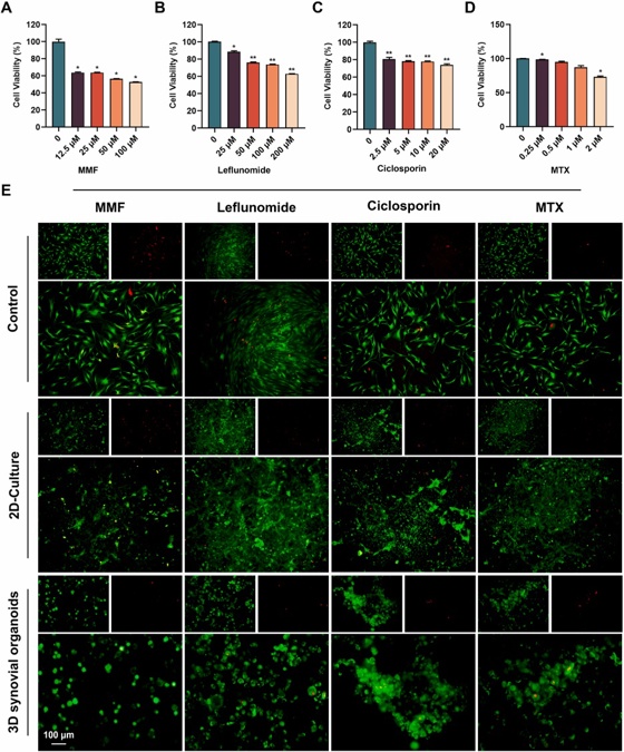 Cell viability after treatment of RA-FLSs with different rheumatoid clinical drugs, including mycophenolate mofetil (MMF), leflunomide, cyclosporine and methotrexate (MTX).