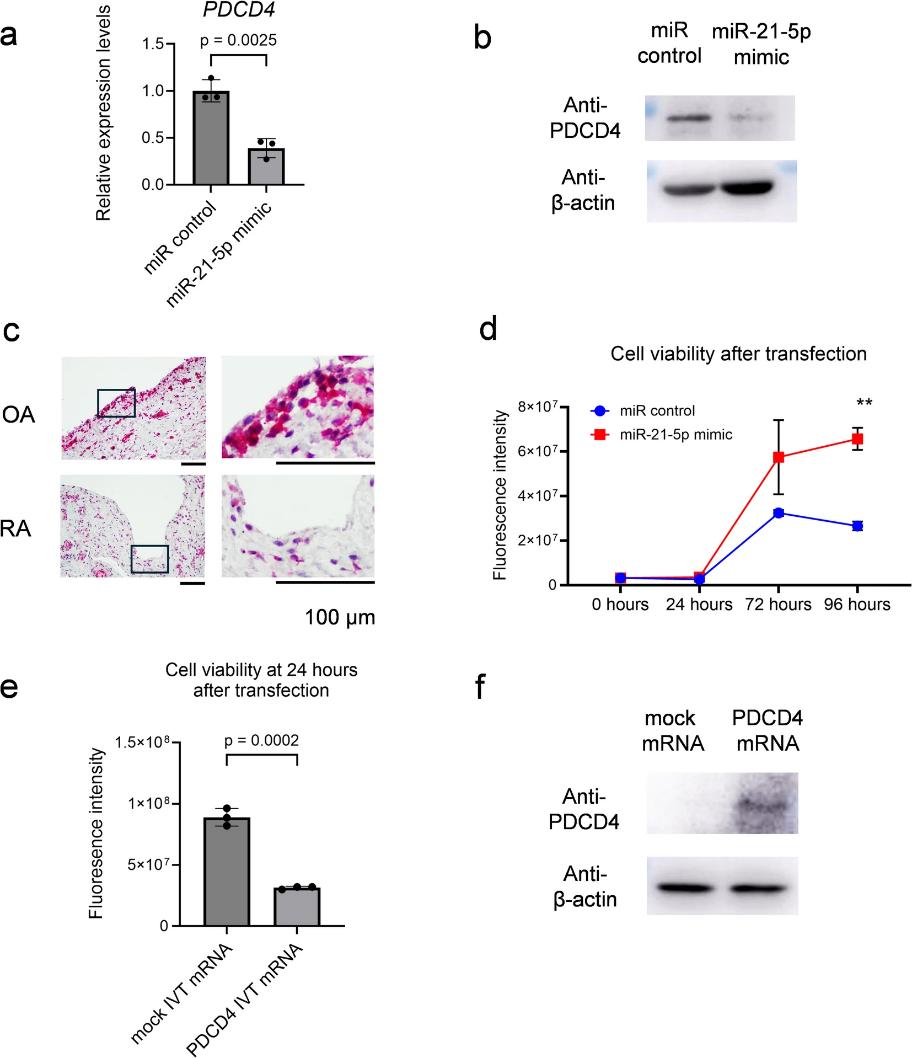 Hsa-miR-21-5p promotes FLS proliferation.