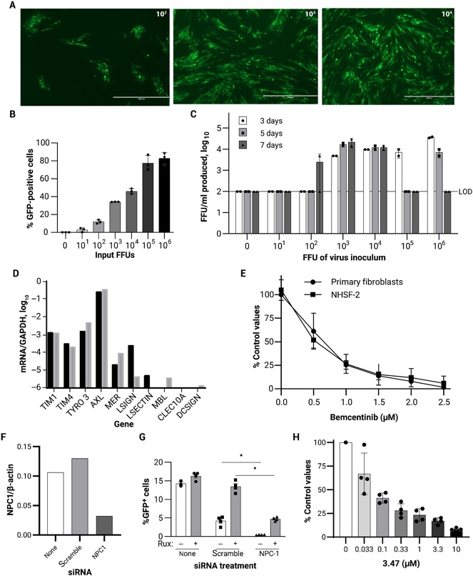 Skin fibroblasts support EBOV infection in an AXL-dependent and NPC1-dependent manner.