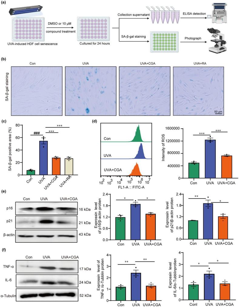 Chlorogenic acid prevents UVA-induced senescence of HDF cells.