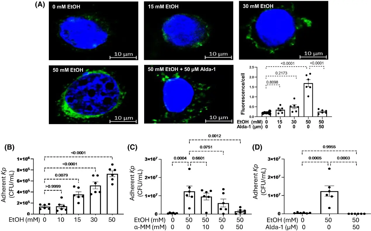 Exposure of immortalized human tracheal epithelial cells to EtOH induces high mannose N-glycans terminated with α3mannose and enhances adhesion of Kp.