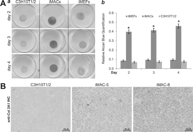 Chondroid matrix production by iMACs in micromass assay.