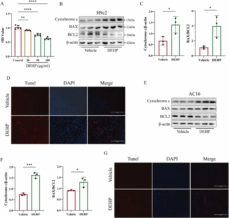 DEHP induces cardiomyocyte apoptosis.