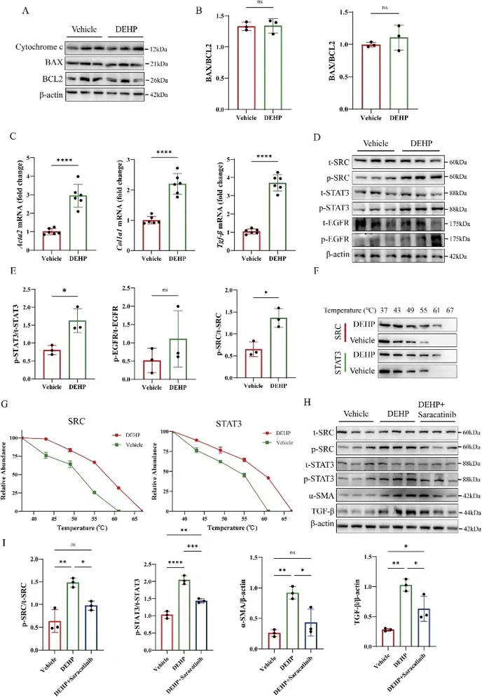 DEHP promotes the conversion of cardiac fibroblasts into myofibroblasts.