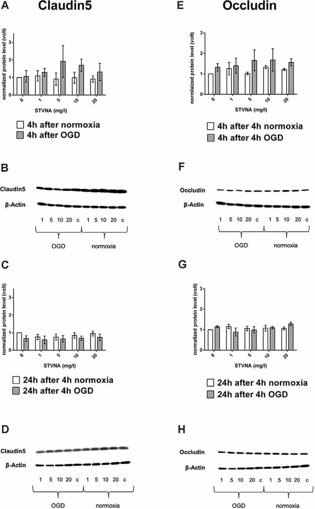 Western blot and densitometric analyses of claudin-5 (A-D) occludin (E-G) after oxygen-glucose deprivation (OGD; A,E) and subsequent (isosteviol sodium, STVNA) treatment for 4 h (A,B,E,F) and 24 h (C,D,G-H).