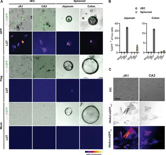 A Fluorescence micrographs of the indicated cell lines 48 h following transient liposomal transfection with either control vector (Barr1-Flag) or a plasmid encoding a destabilized eGFP variant (d2eGFP). B Quantification of GFP signal following transient transfection of with either control vector (Barr1-Flag) or a plasmid encoding a destabilized eGFP variant (d2eGFP) by flow cytometry. C Representative DIC and fluorescence micrographs of iIEC cultures.