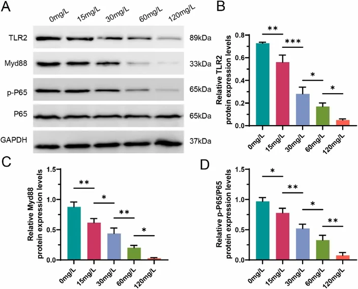 Dose-dependent inhibition of TLR2-MyD88/NF-κB signaling by CsA.