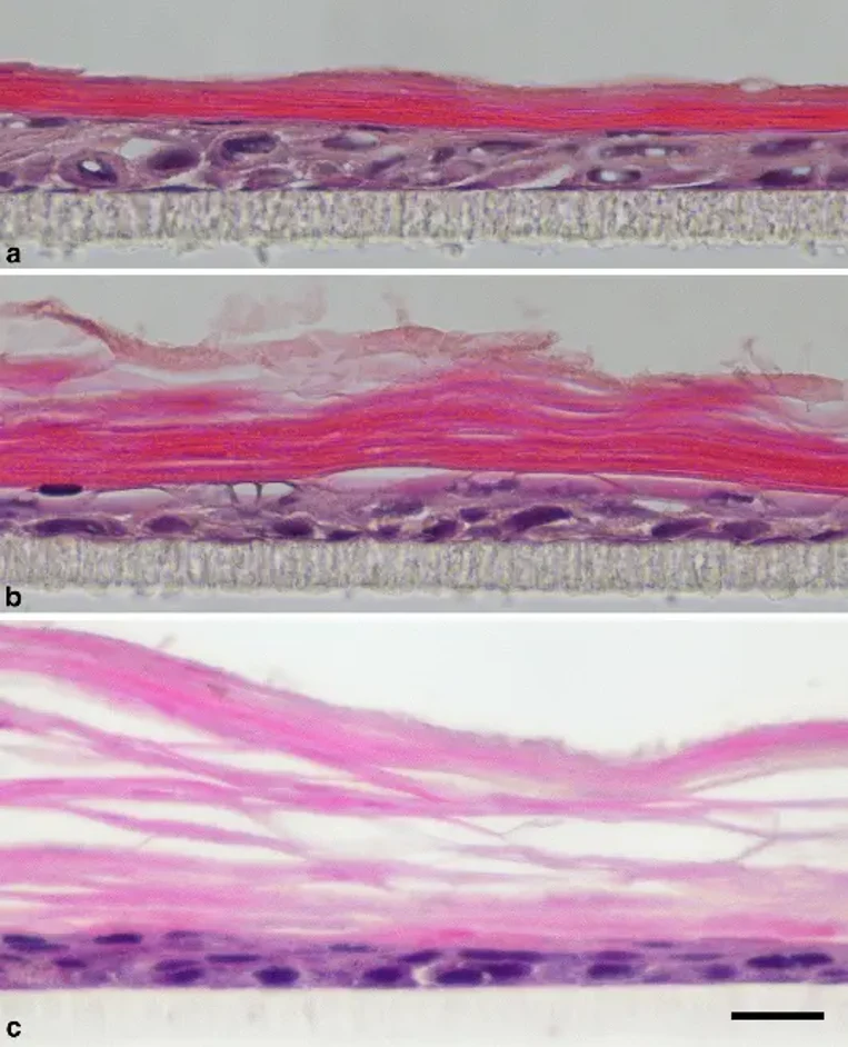 Formation of keratinized SSE-like structures in 3D cultures of COCA.