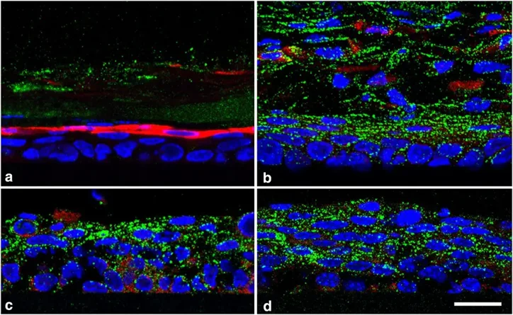 Serum-altered expression of keratinocyte differentiation markers in 3D cultures of COCA.