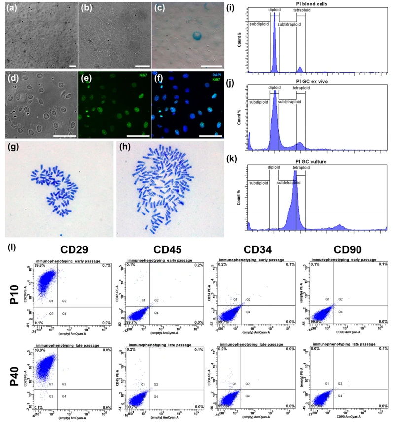 Basic characterization of the IMG-A1 granulosa cell line.
