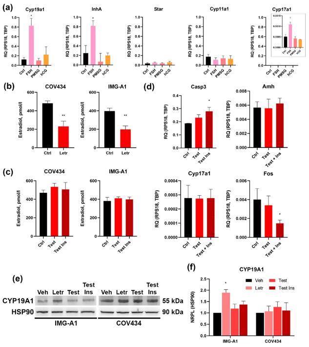 Responsiveness of IMG-A1 cells to pharmacological agents and hormonal stimuli.