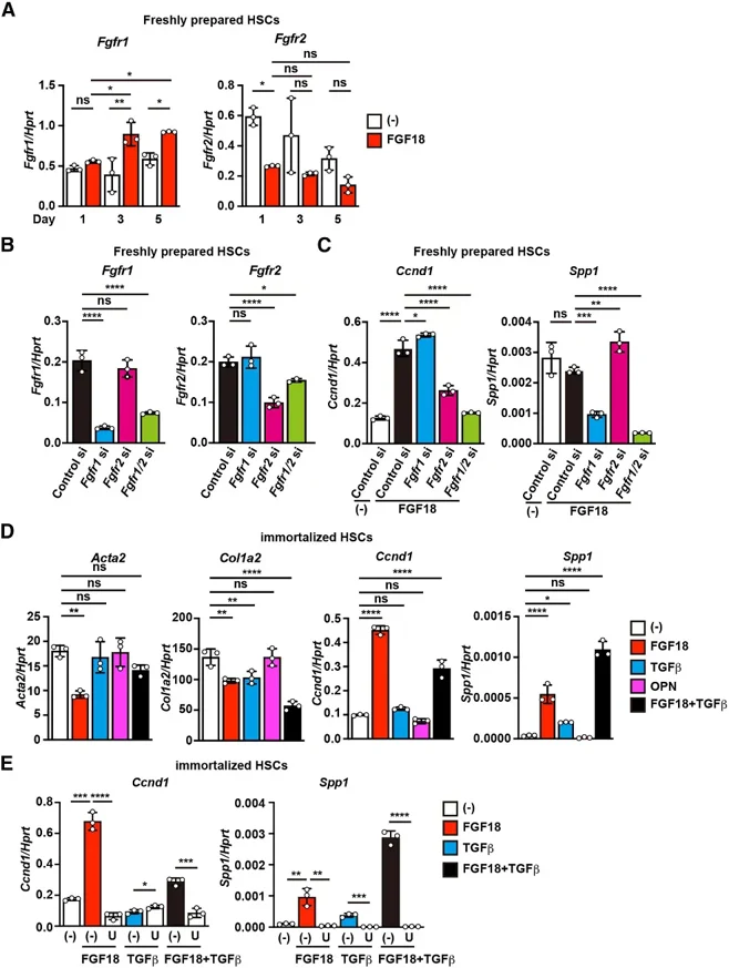 FGF18 transmits signals through FGFR1 and FGFR2 in a MEK-dependent manner.