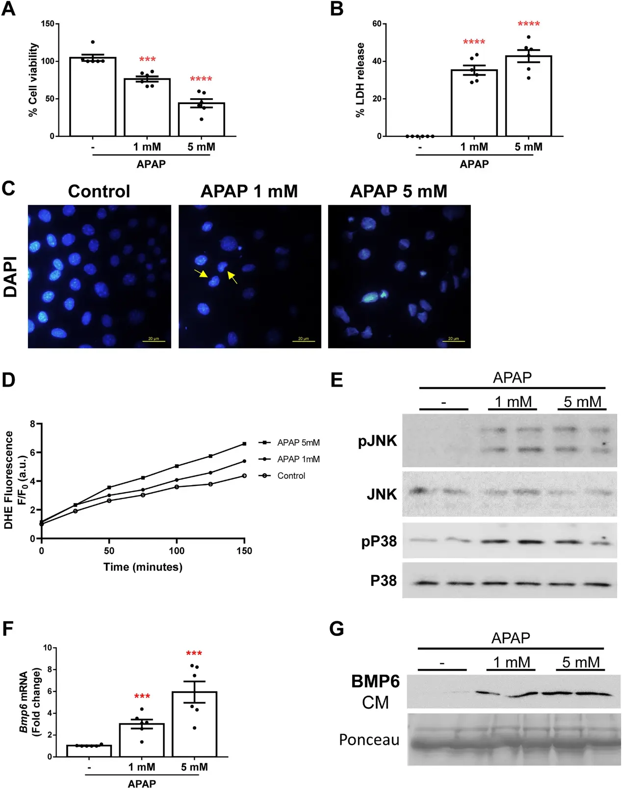 Immortalized mouse hepatocytes express and release BMP6 after APAP insult.
