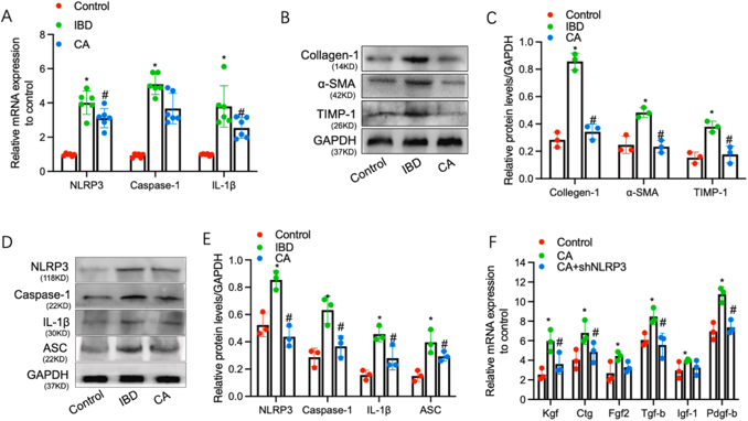 Calycosin inhibits NLRP3-induced inflammation in IBD.