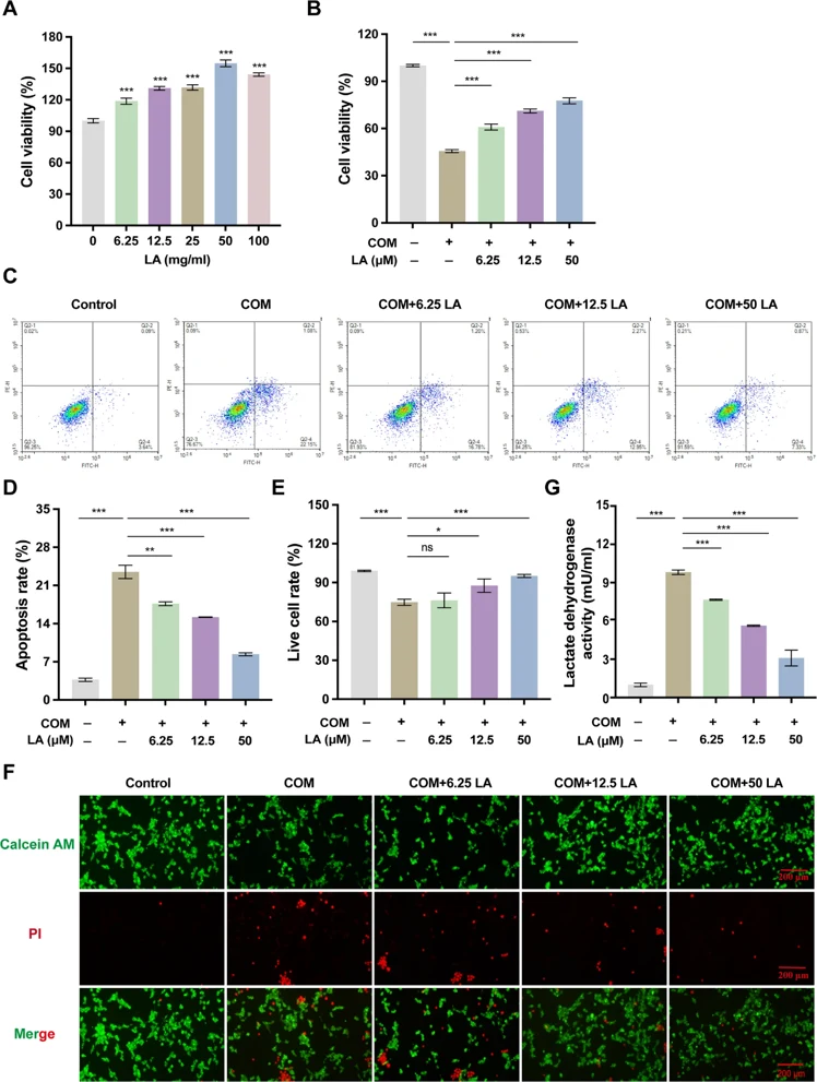 Linoelaidic acid inhibits COM-induced apoptosis.
