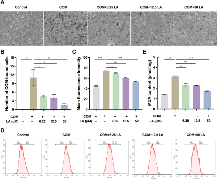 Linoelaidic acid inhibits COM-induced crystal deposition and oxidative stress.