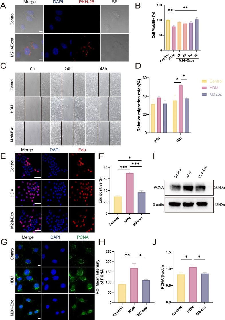 M2Φ-Exos inhibit the abnormal proliferation of MLE-12 cells induced by HDM.