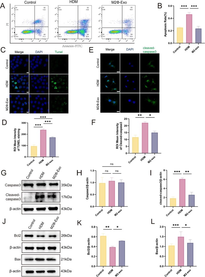 M2Φ-Exos reduce apoptosis in HDM-induced MLE-12 cells.