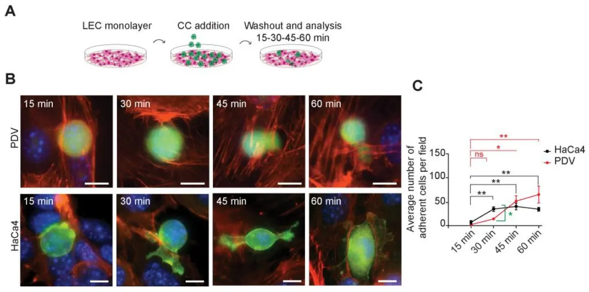 LECs and cancer cells establish heterotypic cell–cell adhesion (Cazzola, Anna, et al., 2023).