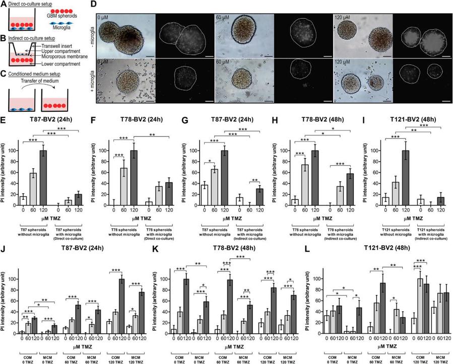 Three spheroid cultures (T87, T78 and T121) treated with TMZ showed reduced cell death after co-culture with BV2 microglia.