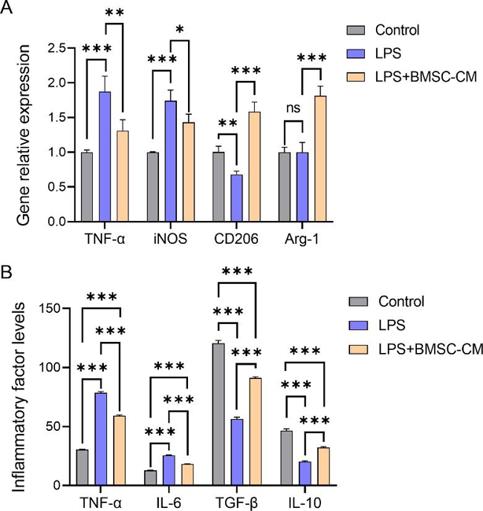 BMSCs-CM changed the phenotype and the expression levels of inflammatory and anti-inflammatory factors in BV2 cells
