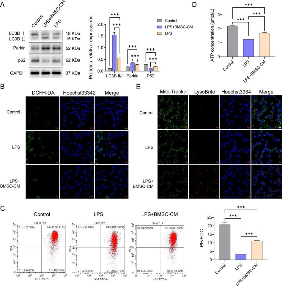 BMSCs-CM promoted mitophagy in LPS-induced BV2 cells.