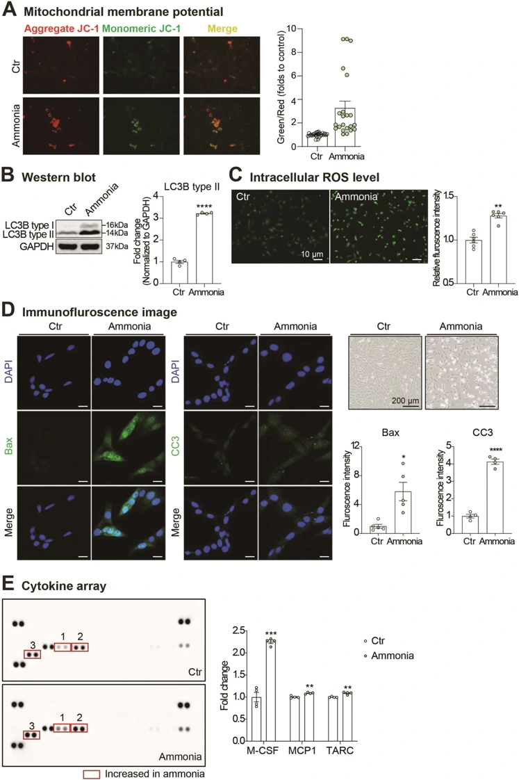 Effects of hyperammonemia on mitochondrial function, cell death, ROS generation, and cytokine release in OBC1 olfactory bulb cells.