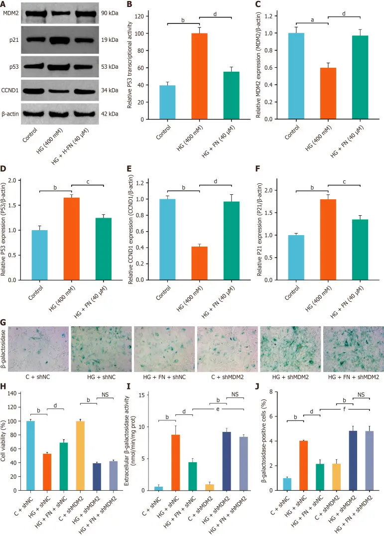 FN intervention delays senescence of MPC-5 cells via the p53 signaling pathway.