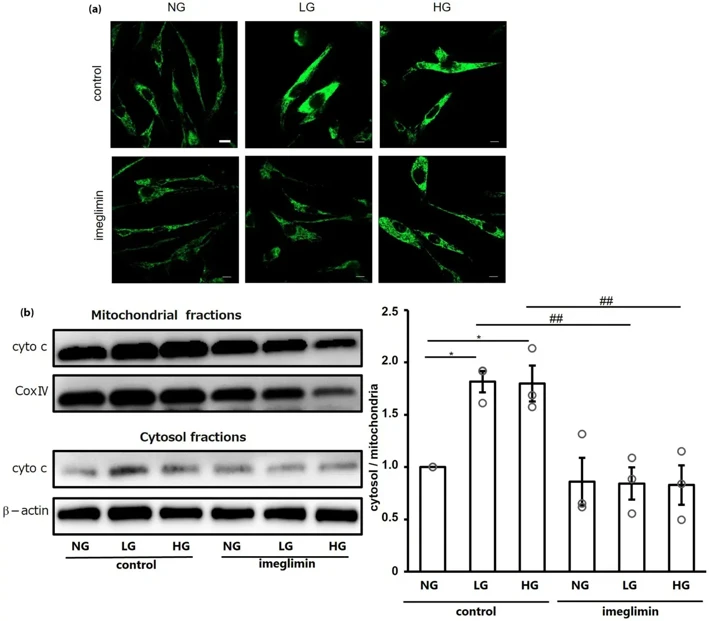 Imeglimin prevents cytochrome c release induced by high and low glucose.