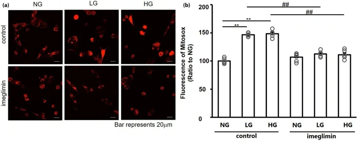 Imeglimin reduces mitochondrial oxidative stress caused by high and low glucose levels.