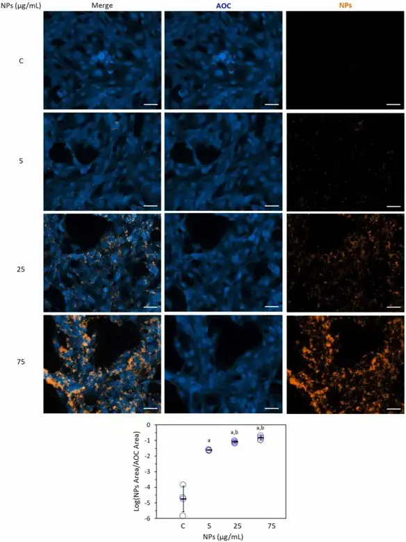 The panel shows representative images of AOC treated with different concentrations of NPs (negative control C, 5, 25, 75 µg/mL).