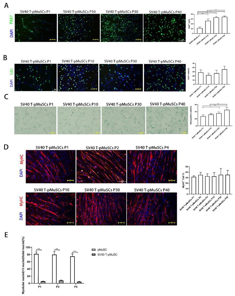 Immunostaining of SV40 T-pMuSCs at P1, P10, P30, and P40 generations using DAPI, EdU, anti-PAX7 and anti-MyHC antibody.