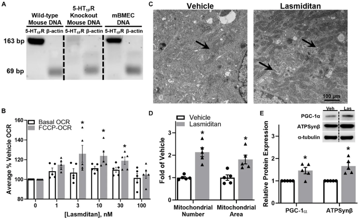 Effect of lasmiditan on mitochondrial biogenesis in mBMEC.