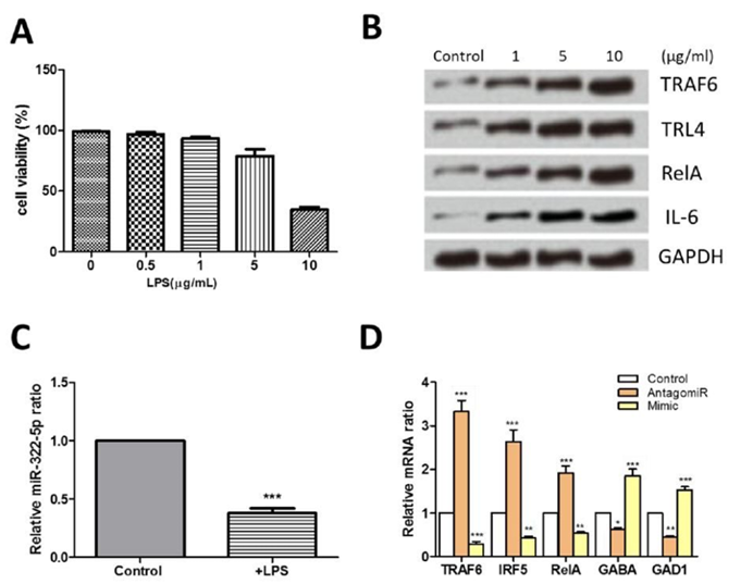 LPS-induced apoptosis and in ammation in GABAergic M213-2O cells were associated with the downregulation of miR-322-5p
