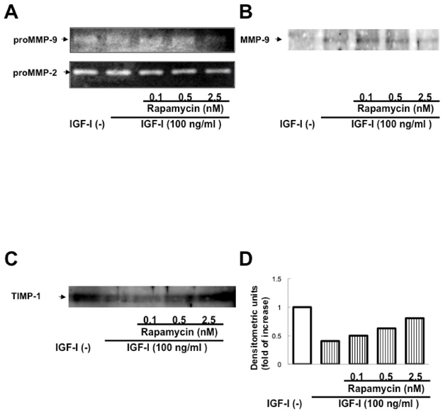 Effect of Rapamycin on Expression of MMPs and TIMP-1 by CFSC-8B in the Presence of IGF-I.