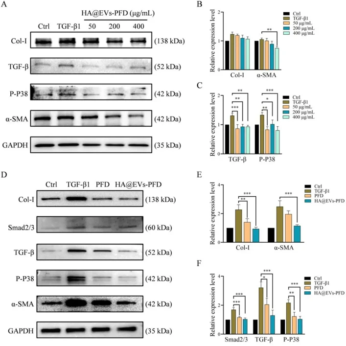 Hepatic fibrosis-related protein expression levels treated with different concentrations of HA@EVs-PFD.
