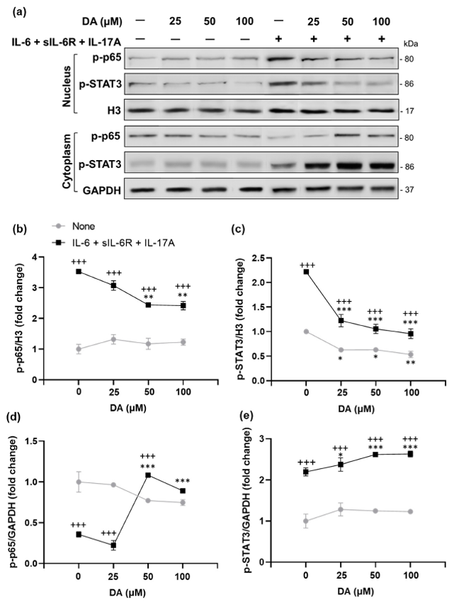 DA suppresses the inflammatory response by inhibiting nuclear localization of p-p65 (NF-κB) and p-STAT3 and expression of their target genes in rat retinal capillary endothelial cells.