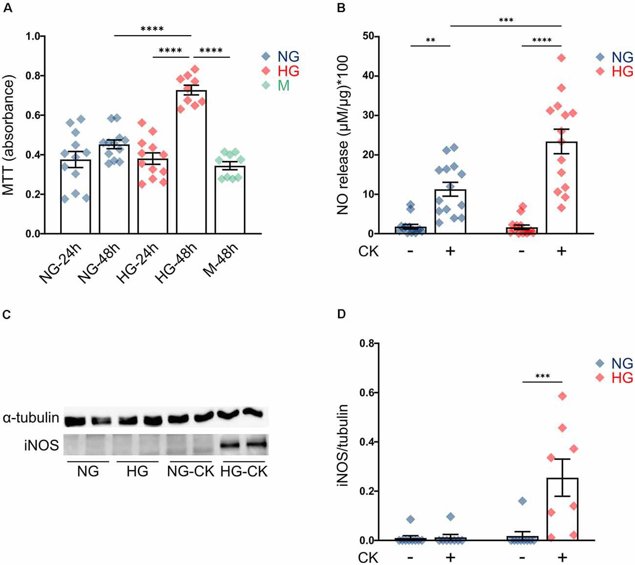 Effect of high glucose (HG) on rMC-1 cellular proliferation and cytokine-induced activation.
