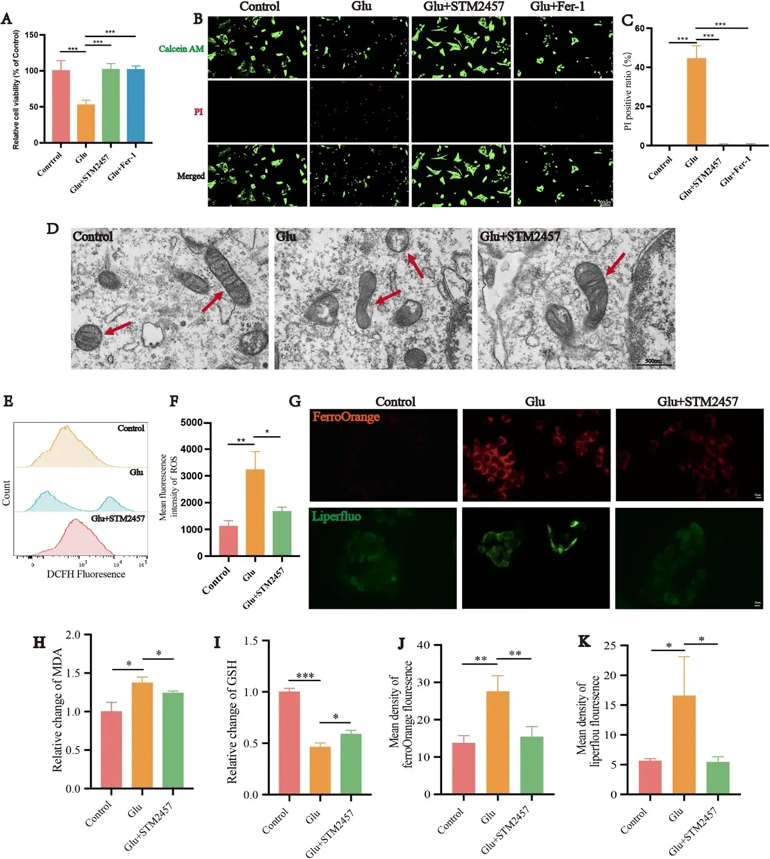Inhibition of Mettl3 reduces glutamate excitotoxicity-induced ferroptosis in R28 cells.