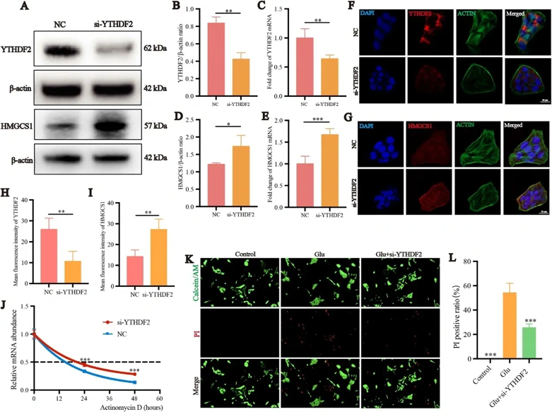 YTHDF2 specifically recognizes the m6A-methylated sites on HMGCS1 mRNA, mediating the degradation of HMGCS1 RNA.