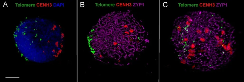 ImmunoFISH showing progression of synapsis and simultaneous centromere-telomere dynamics through three successive stages of meiotic prophase I in wheat.
