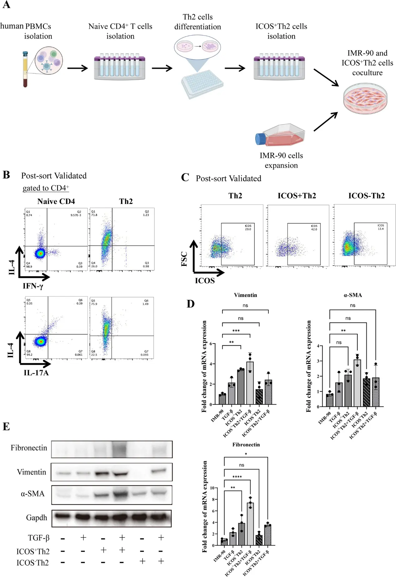 ICOS+ Th2 cells promote pulmonary fibrosis in vitro.