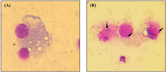 Confirmation of infectivity of Nosema spores on IPL-LD-65Y cells.