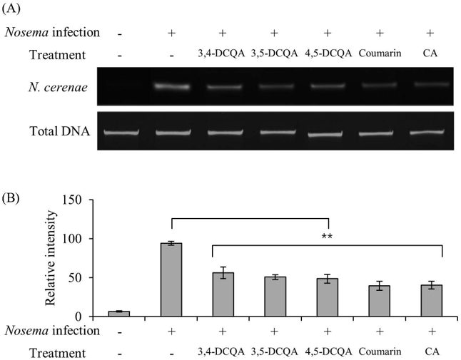 PCR analysis for the expression of Nosema's DNA.