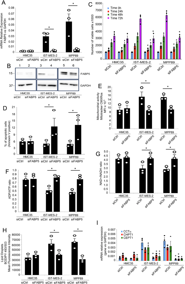 FABP5 silencing affects mesothelioma cell dynamics, and metabolism.