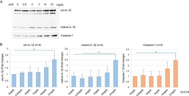 Concentration-dependent effects of soluble uric acid (UA) on protein expressions of pro-IL-1β, mature IL-1β and caspase-1 in LPS-primed and MSU-stimulated J774.1 cells.